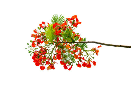 Royal Poinciana Branch with Red Flowers and Green Leaves Isolated on White Backgroundの写真素材