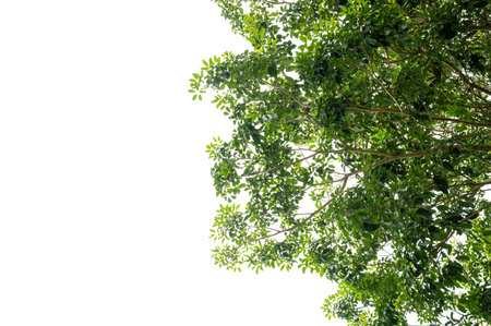 New green leaves on a  branch. Young fresh foliage of tree. Set of isolated object on a white background. Spring timeの写真素材