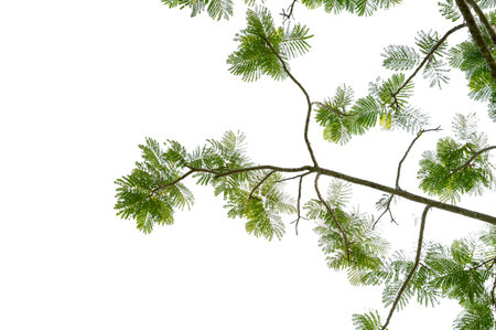 New green leaves on a  branch. Young fresh foliage of tree. Set of isolated object on a white...