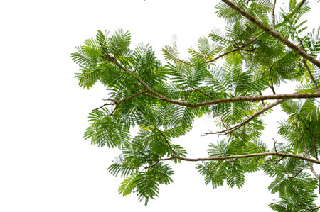 New green leaves on a  branch. Young fresh foliage of tree. Set of isolated object on a white background. Spring timeの写真素材