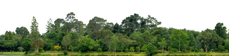 Natural green forest tree line with transparent White background for design and creative projects. natural forest, tree line, green trees, nature isolatedの写真素材