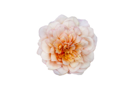 Bouquet of Roses Isolate. Pink and white rose flowers with leaves in floral arrangement isolated on white background. Flat lay. Top view.の写真素材