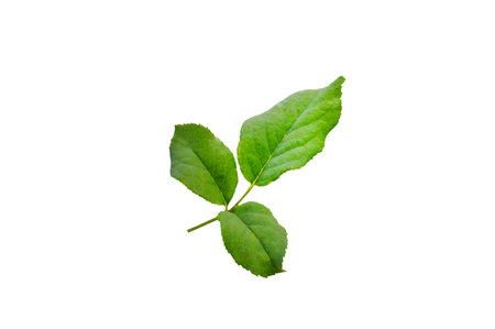 Leaf isolate. Leaf isolated, Cutout twig with green leaves Nature element for banner or card decoration with clipping path on a white backgroundの写真素材
