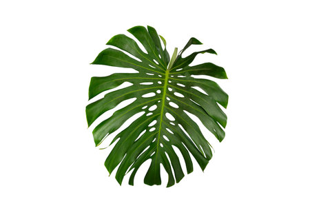 Tropical Monstera Leaf Isolated on White Transparent Background for Design and Decoration. Monstera leaf  isolated tropical foliageの写真素材