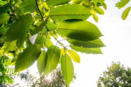 Green leaves of Mitragyna speciosa on natural backgroundの写真素材