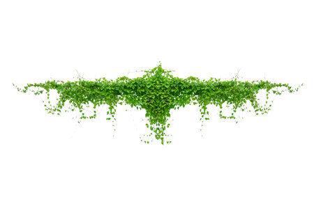 vine frame leaf vine isolates on a white backgroundの写真素材