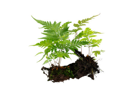 Fern Isolate Beautiful composition with fern and other tropical leaves on white background. Fern leaf, Ornamental foliage, Fern isolated on white background, with clipping pathの写真素材