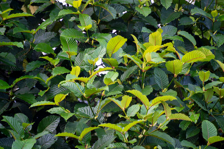 Green leaves on natural backgroundの写真素材