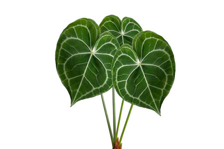 Anthurium heart Anthurium clarinervium Isolate on white backgroundの写真素材