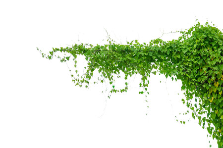 vine frame leaf vine isolates on a white backgroundの写真素材