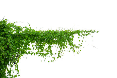 vine frame leaf vine isolates on a white backgroundの写真素材