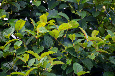 Green Mitragyna speciosa branch leaves on natural backgroundの写真素材