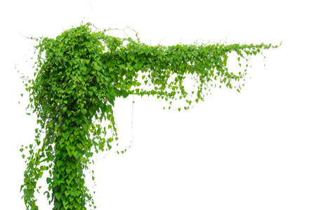 vine frame leaf vine isolates on a white backgroundの写真素材