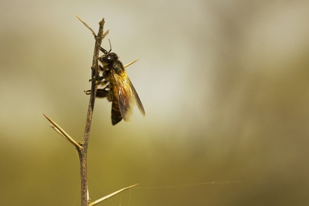 insect macro photographyの写真素材