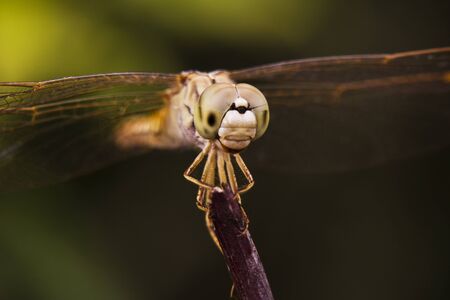 dragonfly close-up photographyの写真素材
