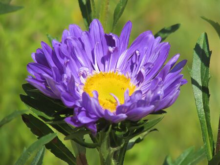 Violet yellow flower with leaves, close upの写真素材