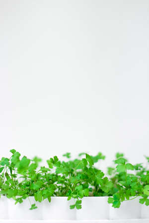 Parsley in a white pot and on a white background. Green summer parsley on a white background. Place...