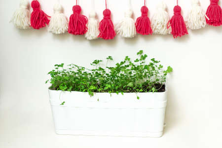 Parsley in a white pot and on a white plate and tassels of yarn (white and red). Green summer parsley on a white background. Place to record. Greenery Healthy diet. Diet. Greens for salad. Nutritionの写真素材