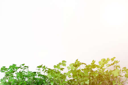 Parsley in a white pot the sun shines. Flare Green summer parsley on a white background. Place to record. Greenery Healthy diet. Diet. Greens for salad. Nutritionの写真素材