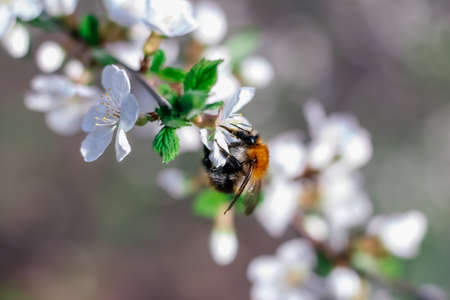 Bumblebee sits on a branch of a flowering tree. White cherry flowers. Green leaves of a tree. Bumblebee near. Bumblebee collects nectar. Wild bumblebee. White spring flowers. Flowers on a tree. Spring sunny dayの写真素材