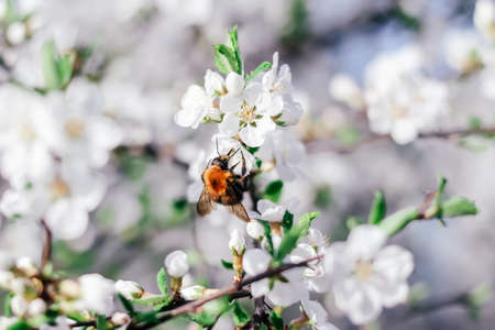 Bumblebee sits on a branch of a flowering tree. White cherry flowers. Green leaves of a tree. Bumblebee near. Bumblebee collects nectar. Wild bumblebee. White spring flowers. Flowers on a tree. Spring sunny dayの写真素材