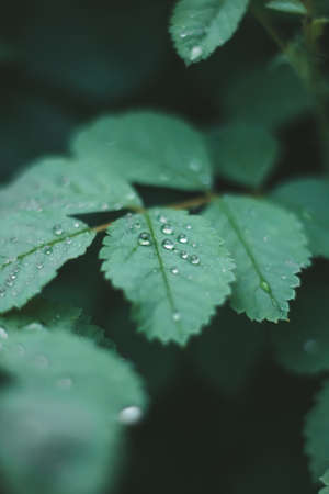 Leafs of a tree after rain. Drops on the leaves, close-up. Summer rain. Growth on the sheets.の写真素材