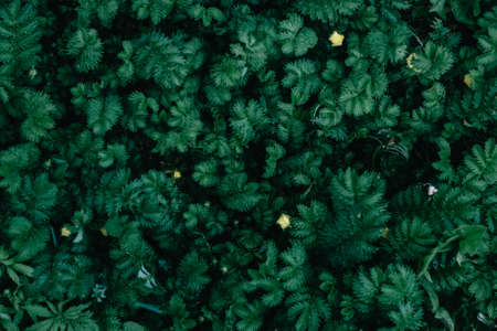 Green grass. Background Green grass and small yellow flowers. Background and place for recording. Copy spase. Summer grass, lawn.の写真素材