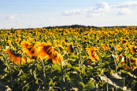 Large field with sunflowers. Yellow sunflowers