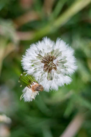 Dandelions on the field. Drops of rain on the leaves. Sun, flare. Open and closed dandelions. White...