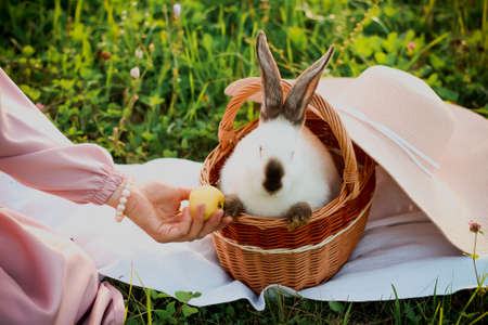 Rabbit in a wicker basket. A woman with peaches, next to a hat lies on the field.の写真素材