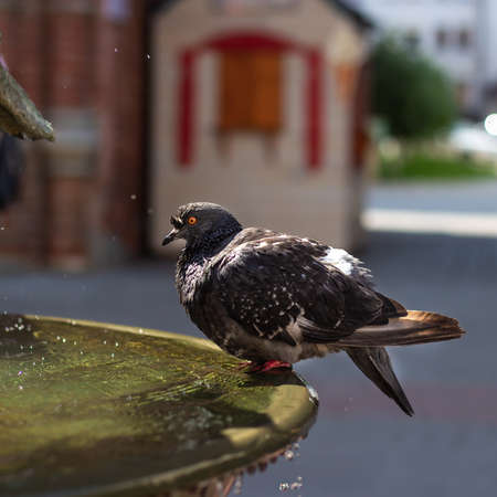 The dove sits in the fountain. Water is pouring.の写真素材
