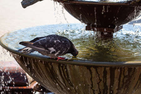 A dove sits in a fountain and drinks water. Water is pouring.の写真素材