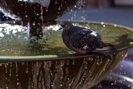 The dove sits in the fountain. Water is pouring.の写真素材