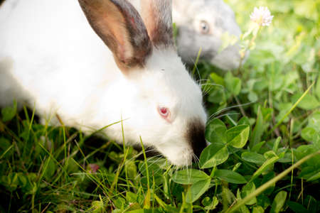 Two rabbits, gray and white. Rabbits eat grass. Close planの写真素材