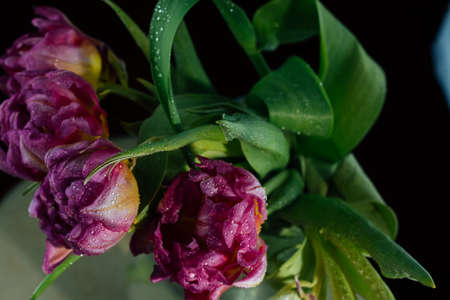 Pink tulips with water drops on a black background. Spring. Close plan