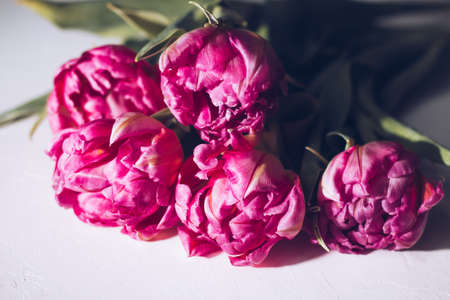 Bouquet of pink tulips on a white background. hard lightの写真素材