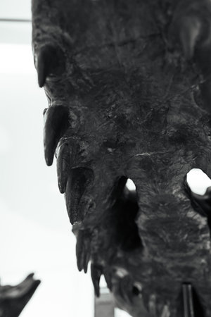 dinosaur stegosaur. The skeleton of the dinosaur.の写真素材