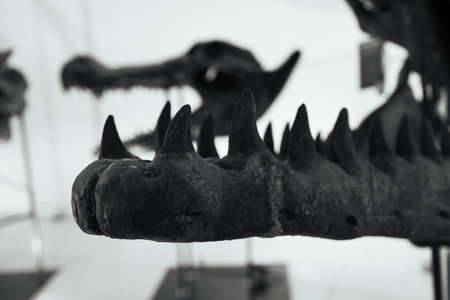 dinosaur stegosaur. The skeleton of the dinosaur.の写真素材