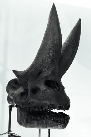 dinosaur stegosaur. The skeleton of the dinosaur.の写真素材