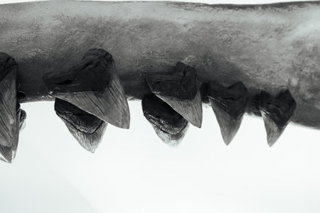 The teeth of the megalodon. The sharp teeth.の写真素材