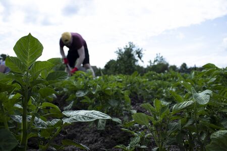 Man works in the garden. Plant vegetables. Hard, dirty work. Village, land. Farming concept. High quality photoの写真素材