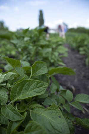 Man and woman work in the garden. Plant vegetables. Hard, dirty work. Village, land. Farming concept. High quality photoの写真素材