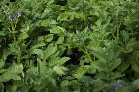 Potato plant. Plant vegetables - Hard, dirty work. Village, land - Farming concept. の写真素材