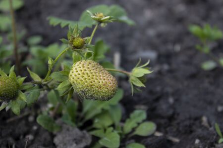 A strawberry growing in a garden. Farming concept. High quality photoの写真素材