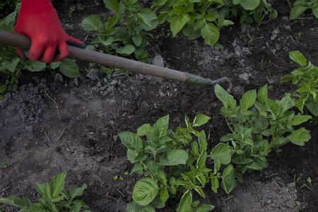 Work in the garden. Hand with a hoe. Plant vegetables. Hard, dirty work. Village, land. Farming concept. High quality photoの写真素材