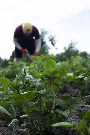 Man works in the garden. Plant vegetables. Hard, dirty work. Village, land. Farming concept. High quality photoの写真素材