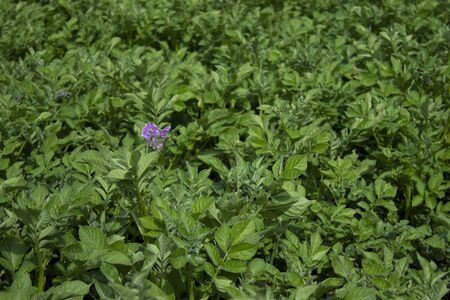 Potato plant. Plant vegetables - Hard, dirty work. Village, land - Farming concept.の写真素材