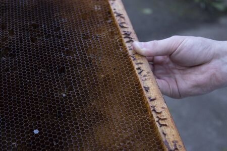 used honeycombs. houses of bees - hive. beekeeping. beekeeper. apiculture concept. High quality photoの写真素材