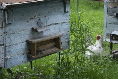 houses of bees - hive. beekeeping. apiculture concept. High quality photoの写真素材