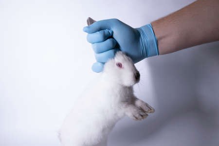 a hand in a blue medical glove holds a frightened white bunny rabbit. copy space. veterinary, experiments, cosmetics concept. High quality photoの写真素材